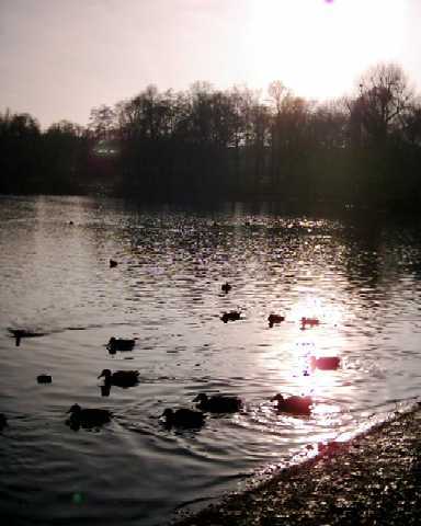 Winterstimmung am See: Enten auf dem Weien See, die stndigen Gste zur Freude der Kinder und ihrer Eltern