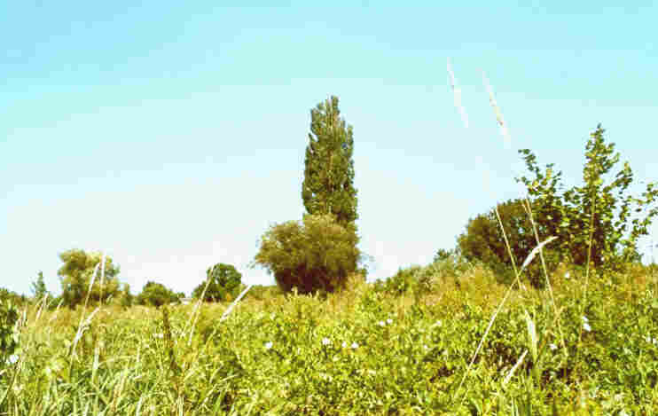 LSG Zingerwiesen auf den ehemaligen Rieselflchen